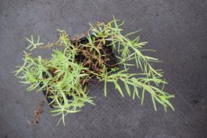 Artemisia dracunculus  |  Dragon 100 P9