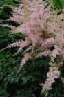 Astilbe simplicifolia ‘Hennie Graafland’ | Astilbe 40 P9