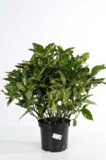 Aucuba japonica ‘Crotonifolia’ 50/60 C10 Aucuba japonica ‘Crotonifolia’ - Broodboom 50-60  C10