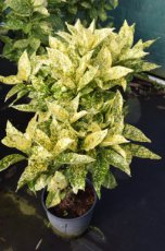 Aucuba japonica ‘Crotonifolia’ 30/40 C Aucuba japonica ‘Crotonifolia’ - Broodboom  30-40  C