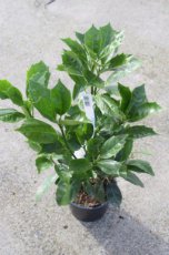 Aucuba japonica ‘Rozannie’ 30/40 C Aucuba japonica ‘Rozannie’ - Broodboom 30-40  C