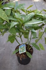 Aucuba japonica ‘Variegata’ 30/40 C Aucuba japonica ‘Variegata’-Broodboom 30-40 C