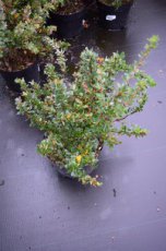 Berberis buxifolia Nana 20/25 C Berberis buxifolia ‘Nana’-Zuurbes  20-25  C
