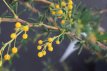 Berberis stenophylla 60/80 C10 Berberis stenophylla - Zuurbes  60-80  C10
