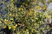 Berberis stenophylla 40/50 C Berberis stenophylla - Zuurbes  40-50  C