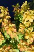 Berberis thunbergii 'Maria'® 25/30 C Berberis thunbergii  'Maria' ® (‘Sunjoy Gold Pillar’)-Zuurbes 25-30  C