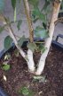 Betula util.‘Doorenbos’ (meerstammig) 150/175 Betula utilis ‘Doorenbos’ (meerstammig) 150-175 C25 BERK