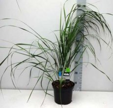Calamagrostis acutifl ‘Karl Foerster’ C3 Calamagrostis acutiflora ‘Karl Foerster’ | Struisriet 125  C3