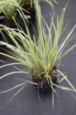 Calamagrostis x acutiflora ‘Overdam’ | Struisriet 125 P9