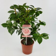 Camellia japonica 'Bonomiana' 30/40 C3 Camellia japonica 'Bonomiana' - Theeplant 30-40 C3