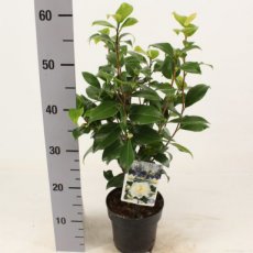 Camellia japonica 'Brushfield's Yellow' 40/50 C4 Camellia japonica 'Brushfield's Yellow' - Theeplant 40-50 C4
