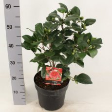 Camellia japonica 'Lady Campbell' 40/50 C3 Camellia japonica 'Lady Campbell' - Theeplant 40-50 C3