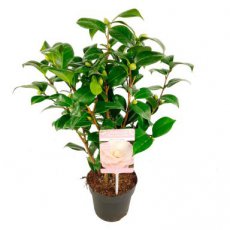 Camellia japonica 'Nuccios Cameo' 80/100 C5 Camellia japonica 'Nuccios Cameo' - Theeplant  80-100 C5