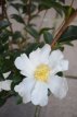 Camellia sasanqua 'Narcissiflora' 30/40 C4 Camellia sasanqua 'Narcissiflora' 30-40  C4