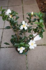 Camellia sasanqua 'Narcissiflora' 30/40 C4 Camellia sasanqua 'Narcissiflora' 30-40  C4