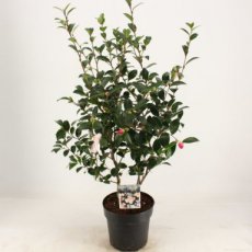 Camellia sasanqua 'Rainbow' 40/50 C4 Camellia sasanqua 'Rainbow' - Theeplant 40-50 C4