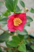 Camellia sasanqua 'Yuletide' 40/50 C3 Camellia sasanqua 'Yuletide' 40-50 C3