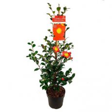 Camellia sasanqua 'Yuletide' 40-50 C3