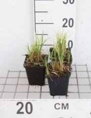 Carex acutiformis P9 Carex acutiformis| Moeraszegge 50 P9  (WINTERGROEN)