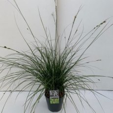 Carex alba P9 Carex alba | Witte zegge 25 P9  (WINTERGROEN)