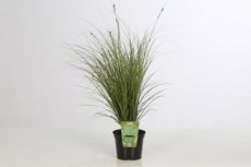 Carex brunnea 'Variegata' | Bonte Zegge 30 C2  (WINTERGROEN)