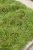 Carex caryophylla ‘The Beatles’ P9 Carex caryophylla ‘The Beatles’ | Zegge 30 P9  (WINTERGROEN)