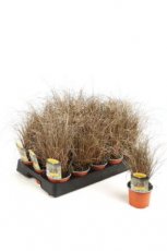 Carex comans ‘Bronco’ P9 Carex comans ‘Bronco’ | Zegge 40 P9 (WINTERGROEN)
