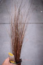 Carex comans ‘Bronze Form’ | Zegge 40 P9 (WINTERGROEN)