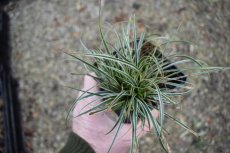 Carex conica 'Snowline' | Zegge 30 P9 (WINTERGROEN)