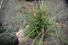 Carex Flacca  P9 Carex Flacca(=Glauca) | Zegge 30 P9 (WINTERGROEN)