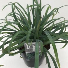 Carex flacca 'Blue zinger' P9 Carex flacca 'Blue zinger' | Zegge 30 P9  (WINTERGROEN)