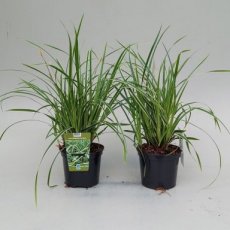 Carex flacca 'Buis' P9 Carex flacca 'Buis' | Zegge 30 P9  (WINTERGROEN)