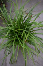 Carex morrowii ‘Irish Green’ P9 Carex morrowii ‘Irish Green’ | Zegge 30 P9 (WINTERGROEN)