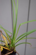Carex grayi C3 Carex grayi | Morgensterzegge 50 C3 (WINTERGROEN)