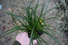 Carex howardii 'Phoenix Green'  P9 Carex howardii 'Phoenix Green' | Zegge 45 P9 (WINTERGROEN)