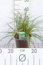 Carex morrowii C3 Carex morrowii | Zegge 60 C3