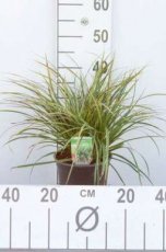 Carex morrowii ‘Variegata’ C3 Carex morrowii ‘Variegata’ | Zegge 60 C3