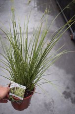 Carex morrowii ‘Variegata’ P9 Carex morrowii ‘Variegata’ | Japanse Zegge 60 P9 (WINTERGROEN)