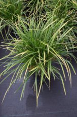 Carex morrowii P9 Carex morrowii | Japanse Zegge 60 P9 (WINTERGROEN)