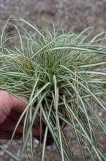 Carex ornithopoda ‘Variegata’ P9 Carex ornithopoda ‘Variegata’ | Vogelzegge 20 P9 (WINTERGROEN)
