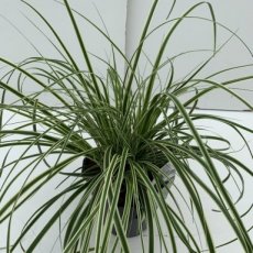Carex oshimensis ‘Evercream’®  C3 Carex oshimensis ‘Evercream’®(='Ficre')  | Zegge 50 C3 (WINTERGROEN)