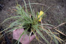 Carex oshimensis ‘Everest’®   P9 Carex oshimensis ‘Everest’® | Zegge 25 P9 (WINTERGROEN)