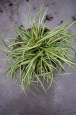 Carex oshimensis ‘Evergold’  P9 Carex oshimensis ‘Evergold’ | Zegge 20 P9 (WINTERGROEN)