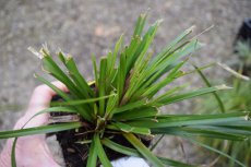 Carex oshimensis ‘Evergreen’  P9 Carex oshimensis ‘Evergreen’ | Zegge 30 P9 (WINTERGROEN)