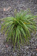 Carex oshimensis ‘Everlime’®  C3 Carex oshimensis ‘Everlime’ | Japanse zegge 40 C3 (WINTERGROEN)