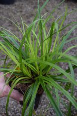 Carex oshimensis 'J.S. Greenwell' P9 Carex oshimensis ‘J.S.Greenwell' | Zegge 30 P9 (WINTERGROEN)