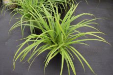 Carex pendula  P9 Carex pendula | Hangende zegge 100 P9 (WINTERGROEN)