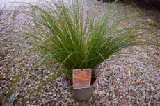 Carex testacea ‘Prairie Fire’ P9 Carex testacea ‘Prairie Fire’ | Zegge 50 P9 (WINTERGROEN)