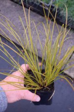 Carex testacea P9 Carex testacea | Oranjezegge 50 P9 (WINTERGROEN)