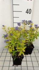 Caryopteris cland.'Gold Crest' Caryopteris clandonensis 'Gold Crest' | Blauwe spirea 70 P9